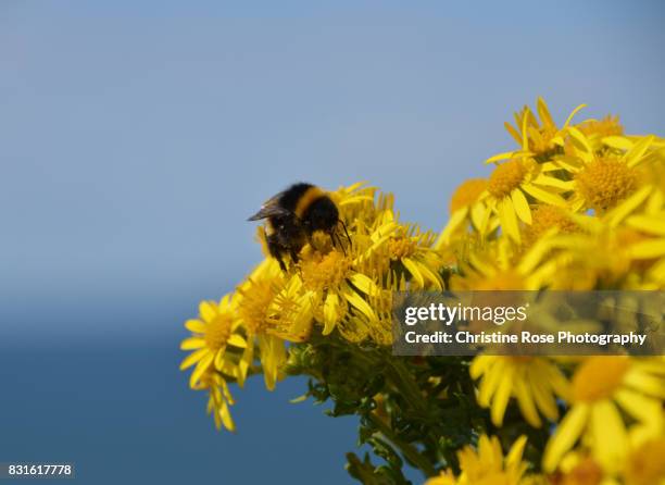 au naturel - ragwort stock pictures, royalty-free photos & images