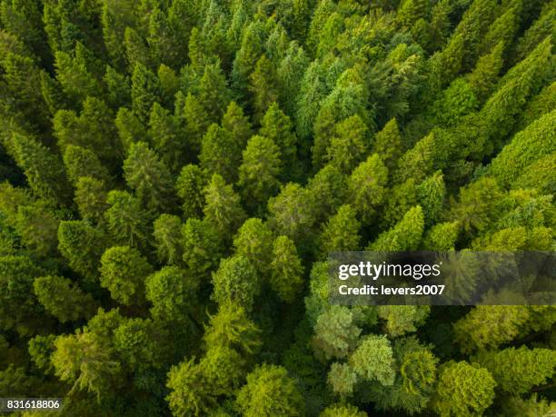 luftaufnahme eines pinienwaldes, roscommon, irland - verwaltungsbezirk county wicklow stock-fotos und bilder