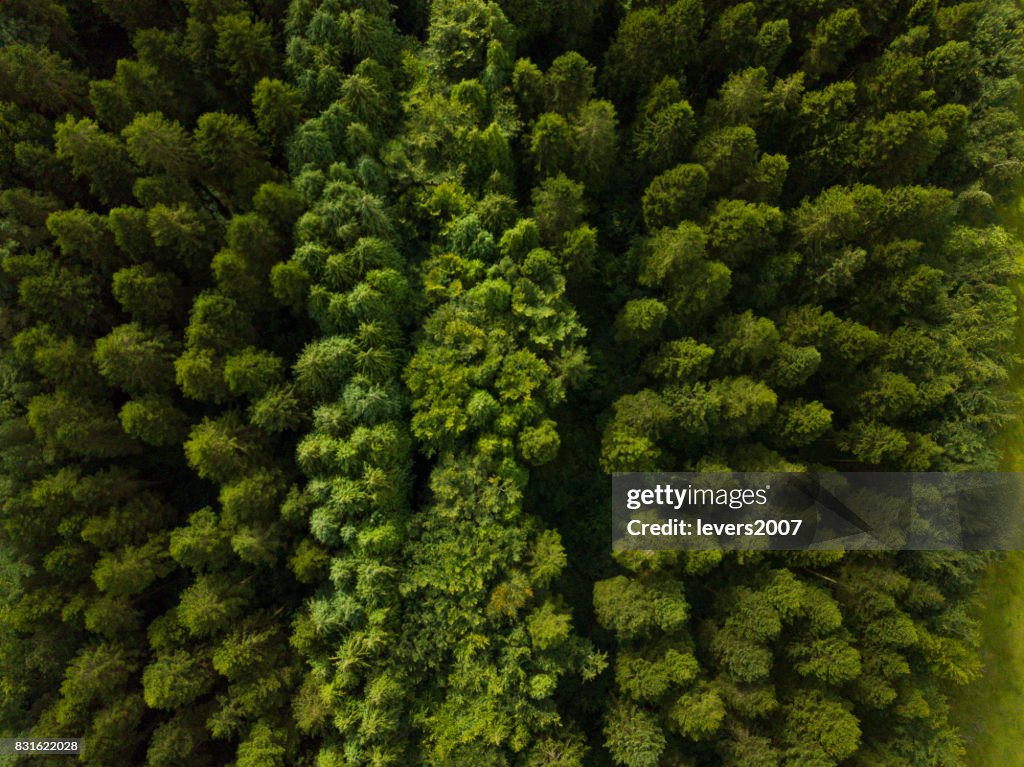 Aerial view of a pine forest, Roscommon, Ireland