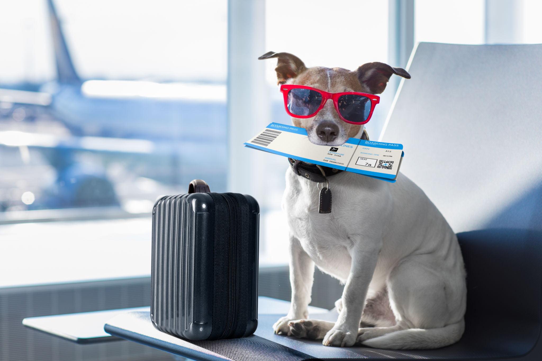 pet travel regulations