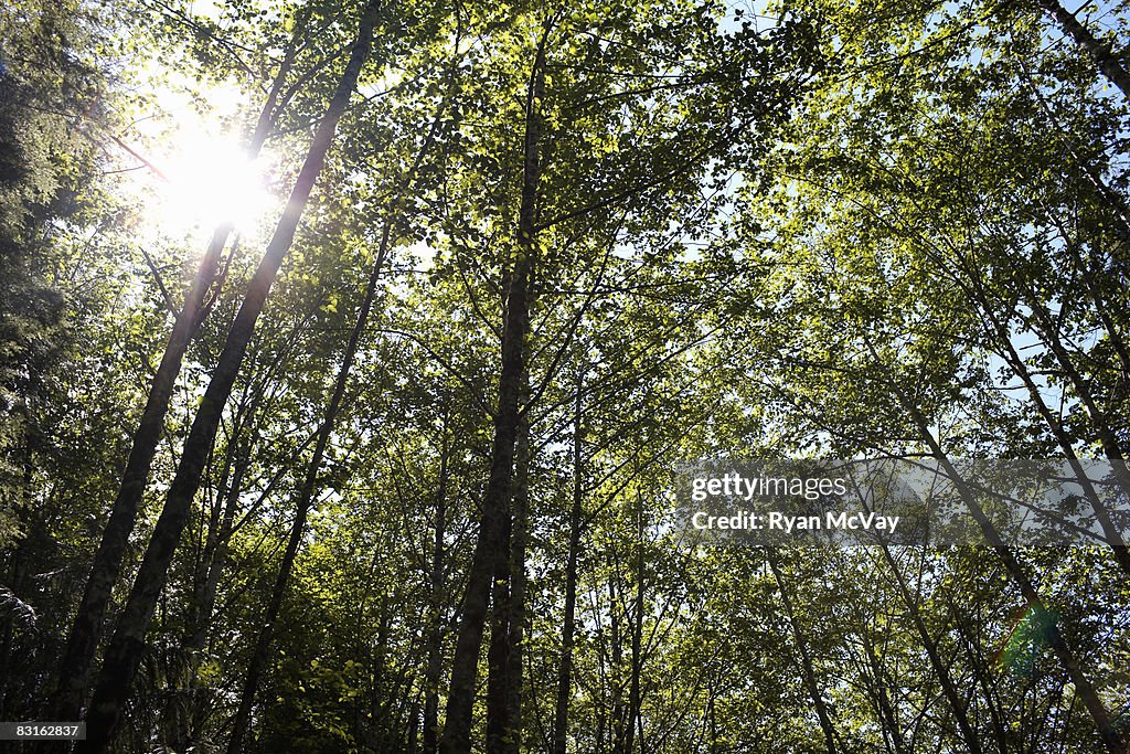 Sunlight coming through forest canopy.