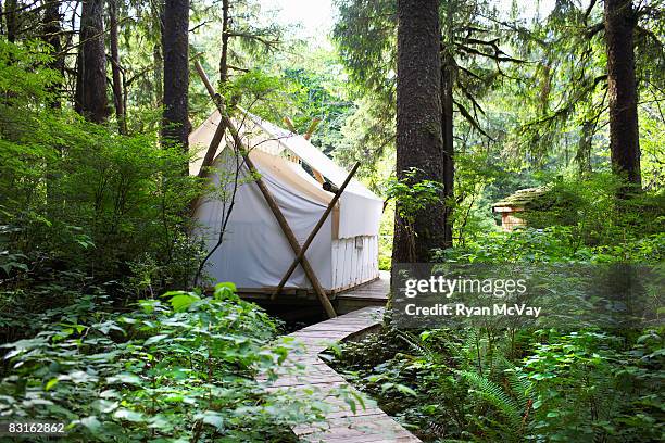 zelt im wald. - glamping stock-fotos und bilder