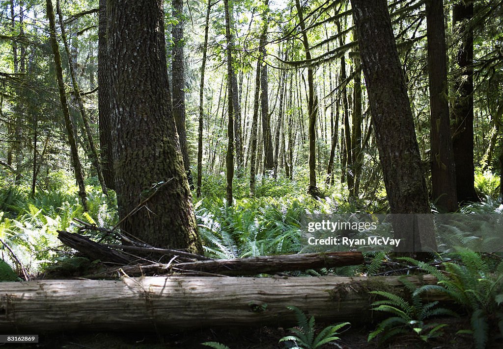 Forset floor with fallen trees and ferns.