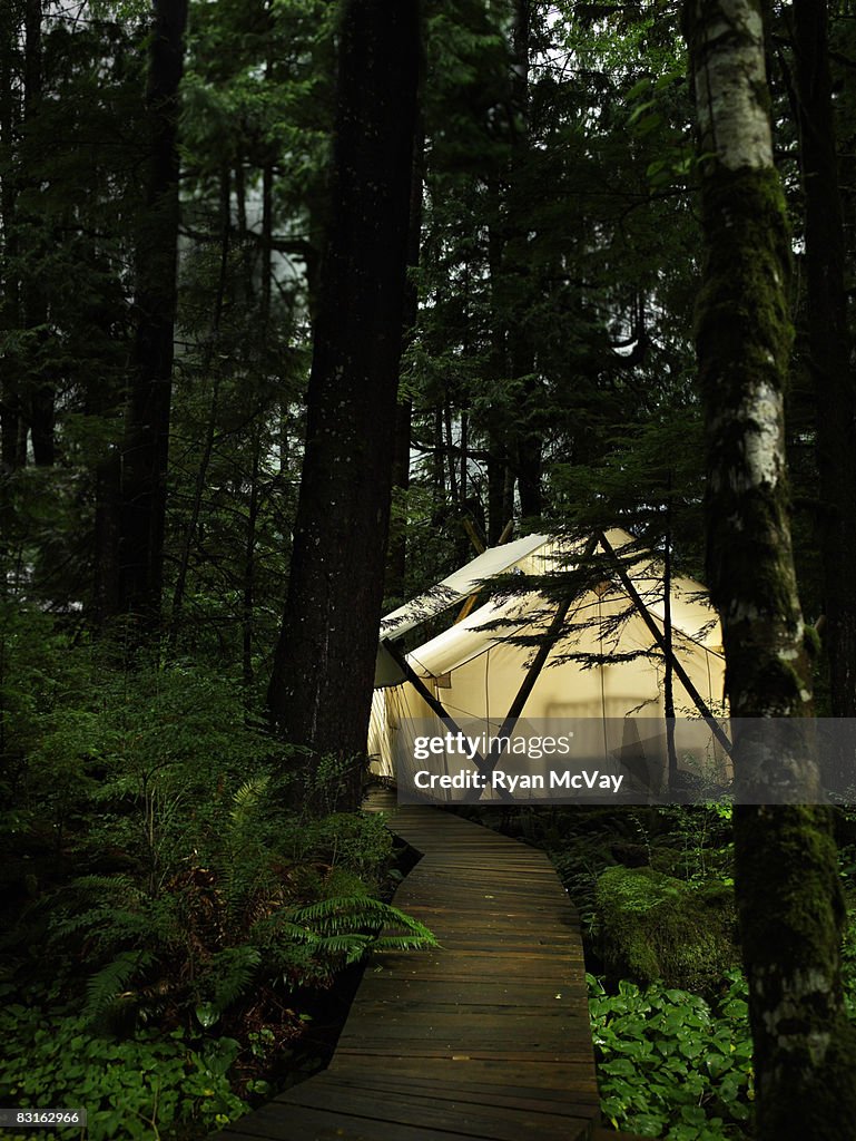 Glowing tent in forest.