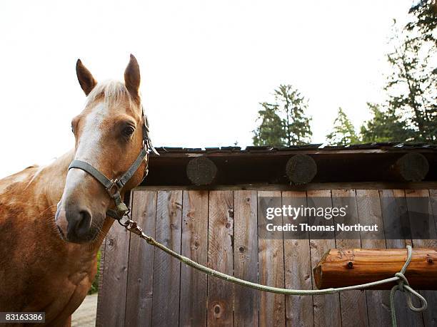 horse tied to hitching post. - post horse stock pictures, royalty-free photos & images