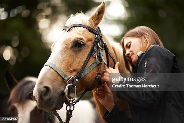 mulher cuidados de cavalo. - cavalo imagens e fotografias de stock