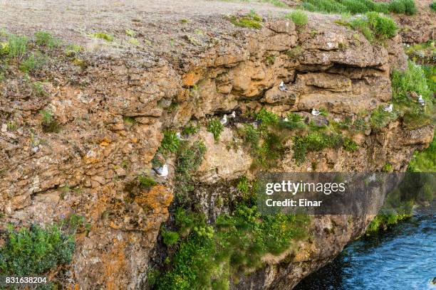 near aedarfossar in laxa - laxa stock pictures, royalty-free photos & images