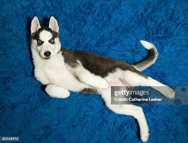 puppy series - husky fotografías e imágenes de stock