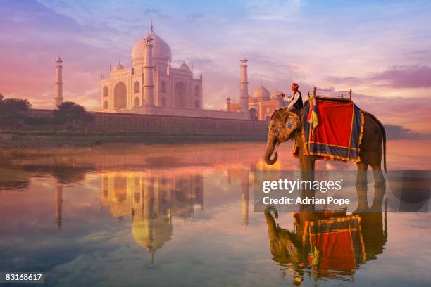 elephant & rider at taj mahal - india imagens e fotografias de stock