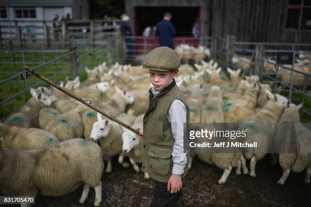 Nine year old Rory Scott from Bonar Bridge herds sheep as farmers gather at Lairg auction for the great sale of lambs on August 15, 2017 in Lairg,...