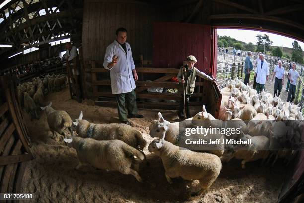 Nine year old Rory Scott from Bonar Bridge herds sheep as farmers gather at Lairg auction for the great sale of lambs on August 15, 2017 in Lairg,...