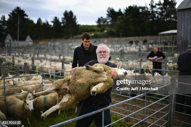 Farmer holds a sheep as people gather at Lairg auction for the great sale of lambs on August 15, 2017 in Lairg, Scotland. Lairg market hosts the...