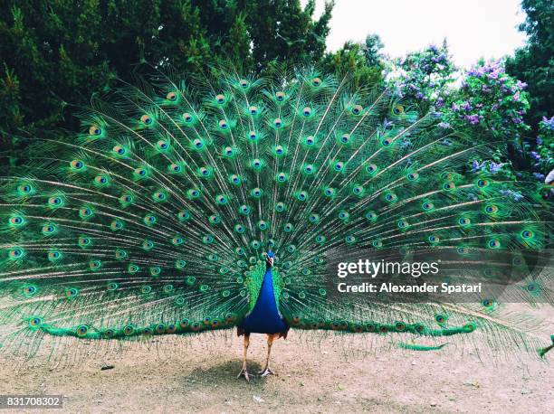 peacock with fanned out feathers - påfågel bildbanksfoton och bilder