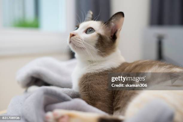 snap shot of siamese calico cat standing near window - black siamese cat stock pictures, royalty-free photos & images