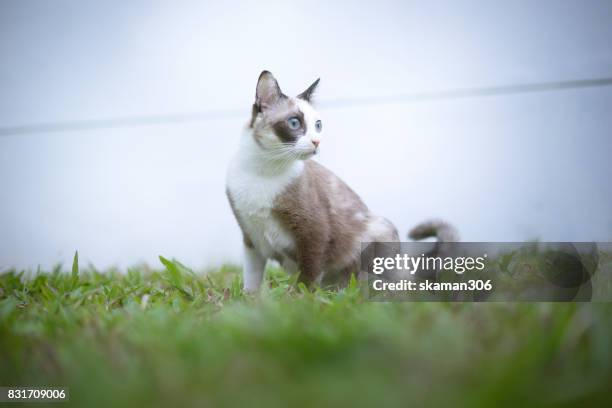 snap shot of siamese calico cat standing near window - black siamese cat stock pictures, royalty-free photos & images