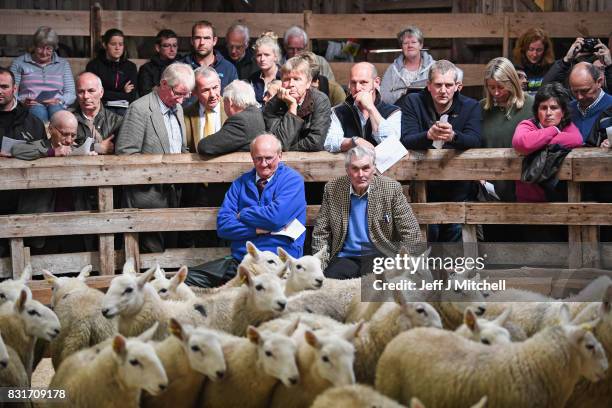 People watch as sheep farmers gather at Lairg auction for the great sale of lambs on August 15, 2017 in Lairg, Scotland. Lairg market hosts the...