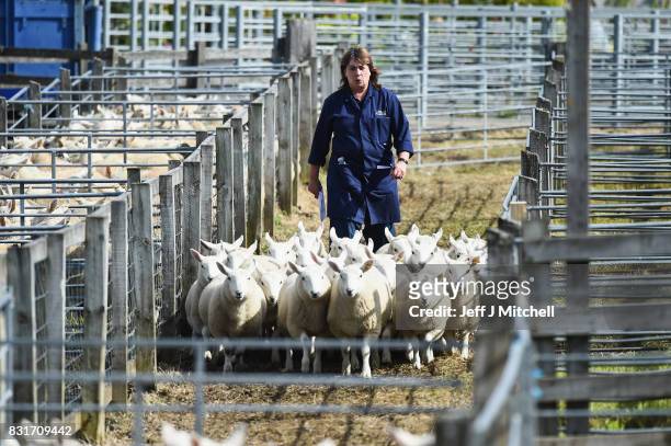 Sheep farmer gathers the animals at Lairg auction for the great sale of lambs on August 15, 2017 in Lairg, Scotland. Lairg market hosts the annual...