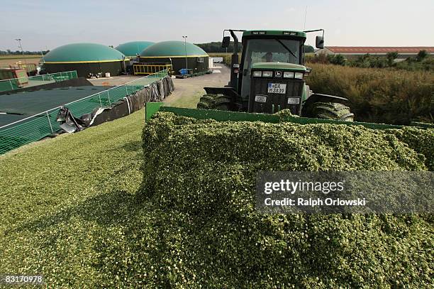 Tractor moves hackled corn plants at a bioenergy plant on September 17, 2008 in Gross-Gerau near Darmstadt, Germany. The biogas powered combined heat...