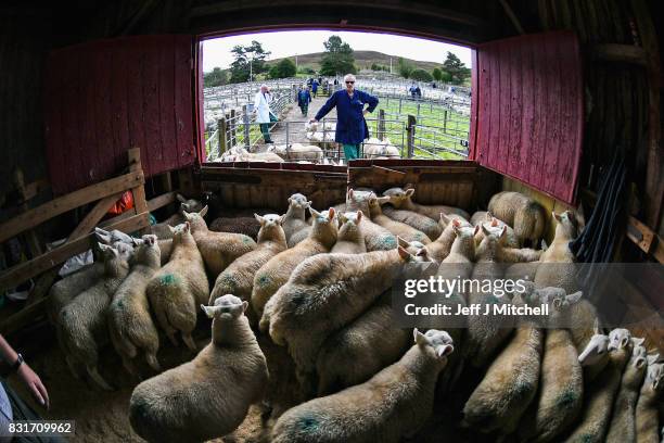 People watch as sheep farmers gather at Lairg auction for the great sale of lambs on August 15, 2017 in Lairg, Scotland. Lairg market hosts the...