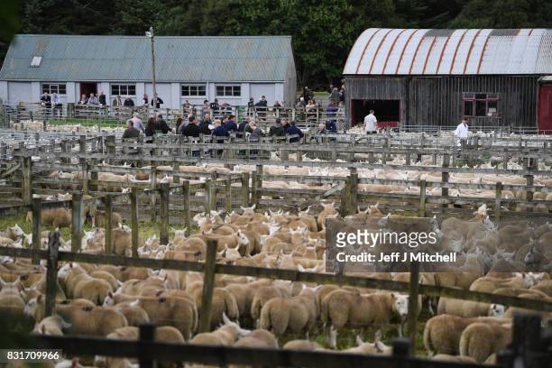 People watch as sheep farmers gather at Lairg auction for the great sale of lambs on August 15, 2017 in Lairg, Scotland. Lairg market hosts the...