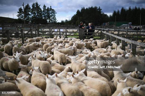 People watch as sheep farmers gather at Lairg auction for the great sale of lambs on August 15, 2017 in Lairg, Scotland. Lairg market hosts the...