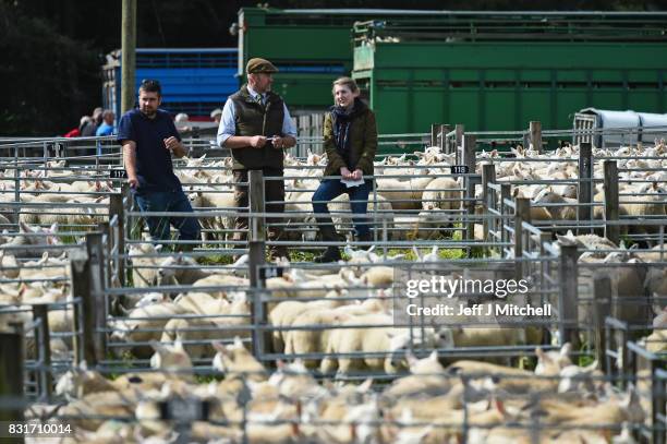 People watch as sheep farmers gather at Lairg auction for the great sale of lambs on August 15, 2017 in Lairg, Scotland. Lairg market hosts the...