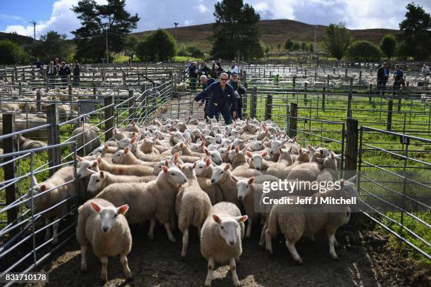 People watch as sheep farmers gather at Lairg auction for the great sale of lambs on August 15, 2017 in Lairg, Scotland. Lairg market hosts the...