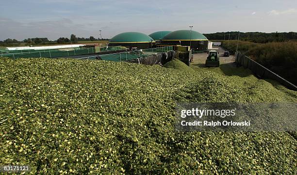 Hackled corn plants are stacked in silos at a bioenergy plant on September 17, 2008 in Gross-Gerau near Darmstadt, Germany. The biogas powered...