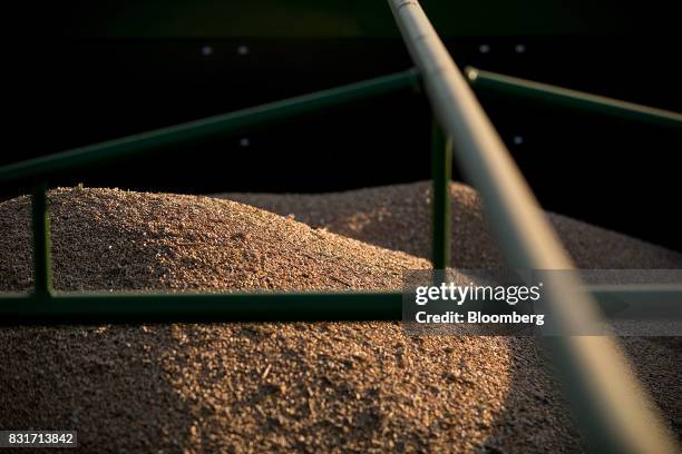 Freshly harvested wheat grain sits in a trailer in Wustermark, Germany, on Monday, Aug. 14, 2017. In Germany, problems with specific weight and...