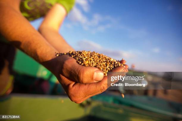 Farm worker handles wheat grain during harvest in Wustermark, Germany, on Monday, Aug. 14, 2017. In Germany, problems with specific weight and...