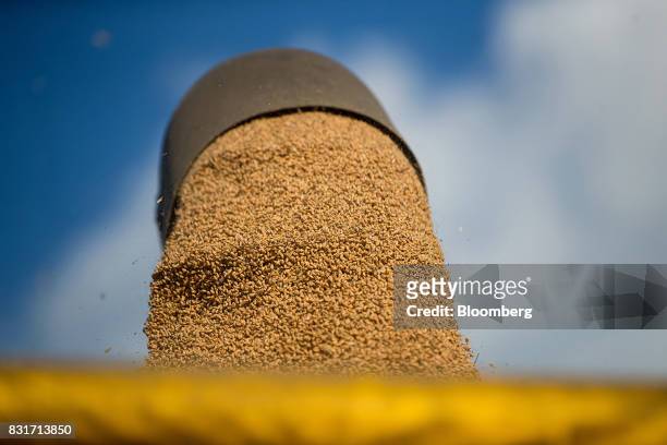 Freshly harvested wheat grain falls from a combine harvester in Wustermark, Germany, on Monday, Aug. 14, 2017. In Germany, problems with specific...