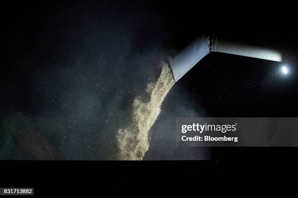 Freshly harvested wheat grain falls from a combine harvester at night in Wustermark, Germany, on Monday, Aug. 14, 2017. In Germany, problems with...