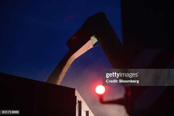 Freshly harvested wheat grain falls from a combine harvester at night in Wustermark, Germany, on Monday, Aug. 14, 2017. In Germany, problems with...