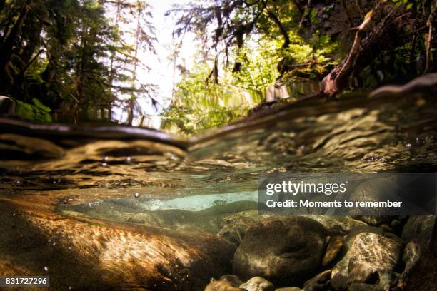 below the surface - terrace british columbia stock pictures, royalty-free photos & images