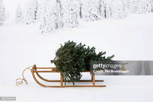 sled with christmas tree - forest scandinavia stock-fotos und bilder