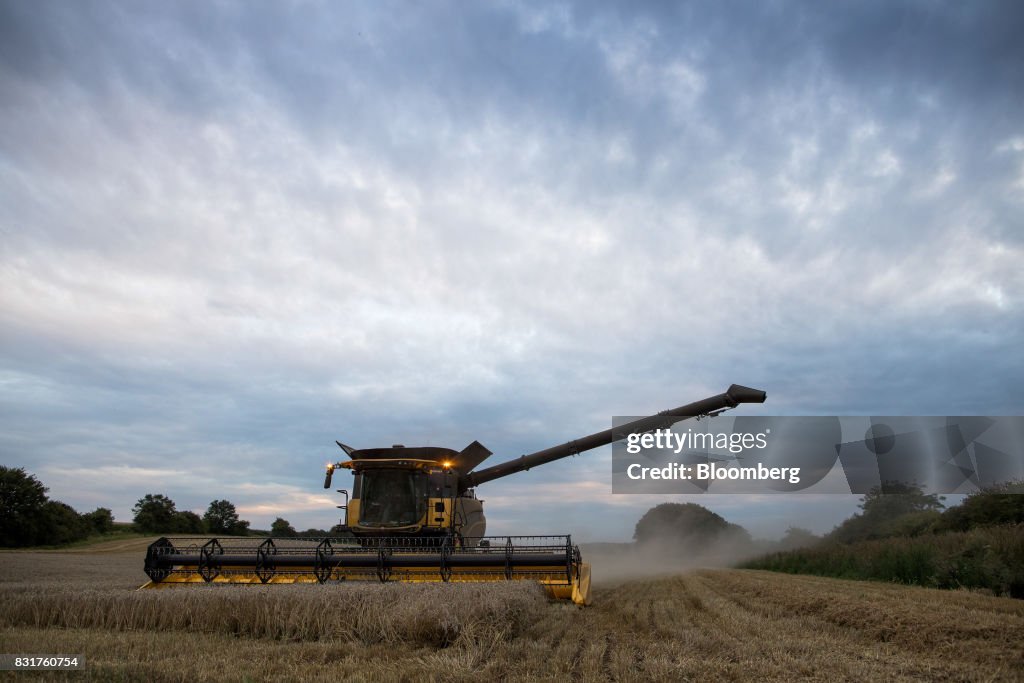Wheat Harvest As Rain Warnings Risk Quality