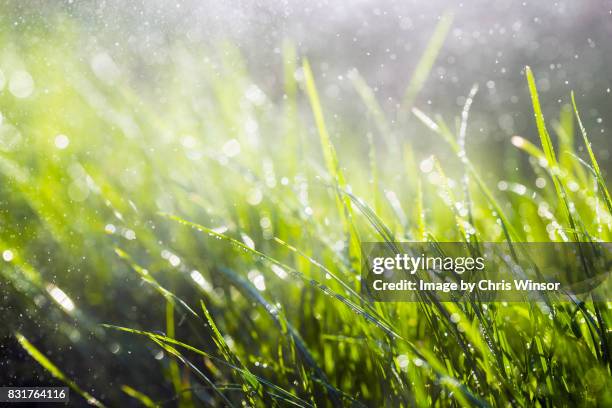 wet grass - refresh stock pictures, royalty-free photos & images