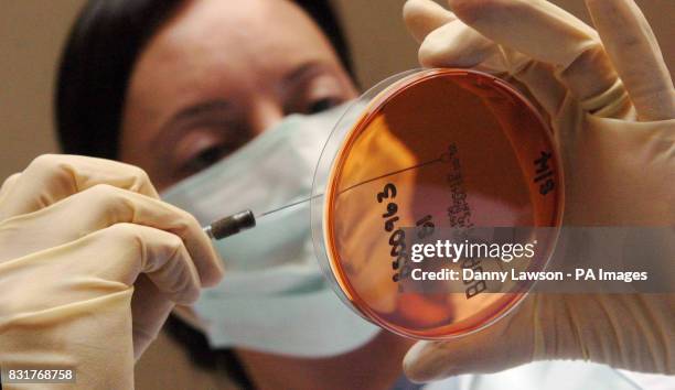 Laboratory scientist Louise Petrie tests a sample from a dead swan for salmonella in a petri-dish at SAC Veterinary Service in Aberdeen, Saturday...