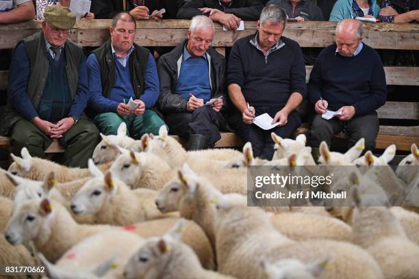 People watch as sheep farmers gather at Lairg auction for the great sale of lambs on August 15, 2017 in Lairg, Scotland. Lairg market hosts the...