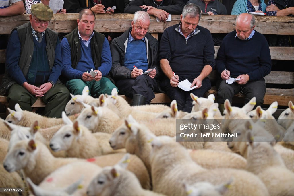 Tens Of Thousands Of Lambs Are Sold On A Hillside Near Lairg In Scotland