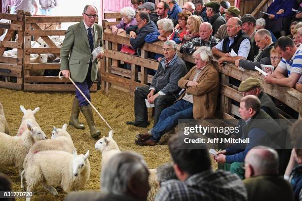 People watch as sheep farmers gather at Lairg auction for the great sale of lambs on August 15, 2017 in Lairg, Scotland. Lairg market hosts the...