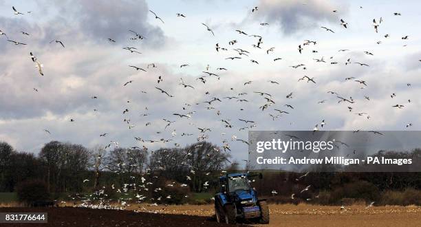 Farmer ploughs a field near Kingsbarns in Fife, surrounded by seagulls, Friday 7 April 2006, after Bird Flu was found in a dead swan in Cellardyke....