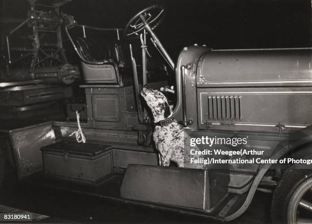 Boots, the dalmatian mascot of Engine Co. 14 howls while his master, fireman Edward Frank, gets treatment for smoke inhalation while battling a three...