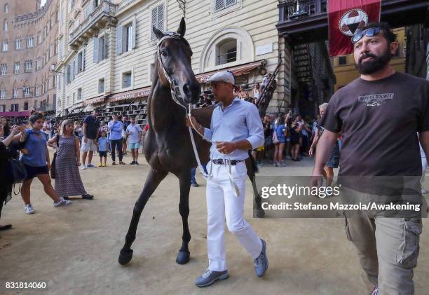 Horse enters into Piazza del Campo during a dry run ahead of tomorrow's Palio on August 15, 2017 in Siena, Italy. The Palio is the most famous event...