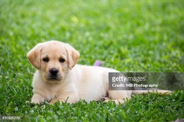 labrador puppy - labrador retriever ストックフォトと画像