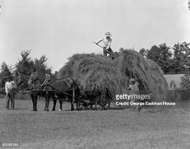 Three farmers load hay onto a horse-drawn wagon on an unidentified farm, United States, ca.1920s.