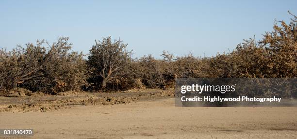 uprooted almond trees - highlywood stock pictures, royalty-free photos & images