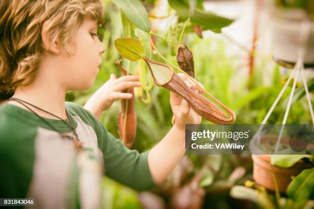 boys and their family explore and play in ecuador - pitcher plant stock pictures, royalty-free photos & images