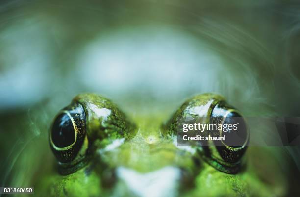 peekaboo-frosch - frosch stock-fotos und bilder