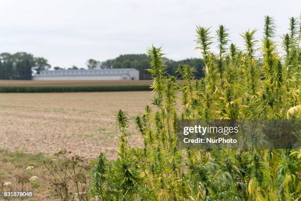 Field with industrial hemp growing in France on 15 August 2017. The cultivation of Hemp as been for the last decade the only culture with no OGM and...